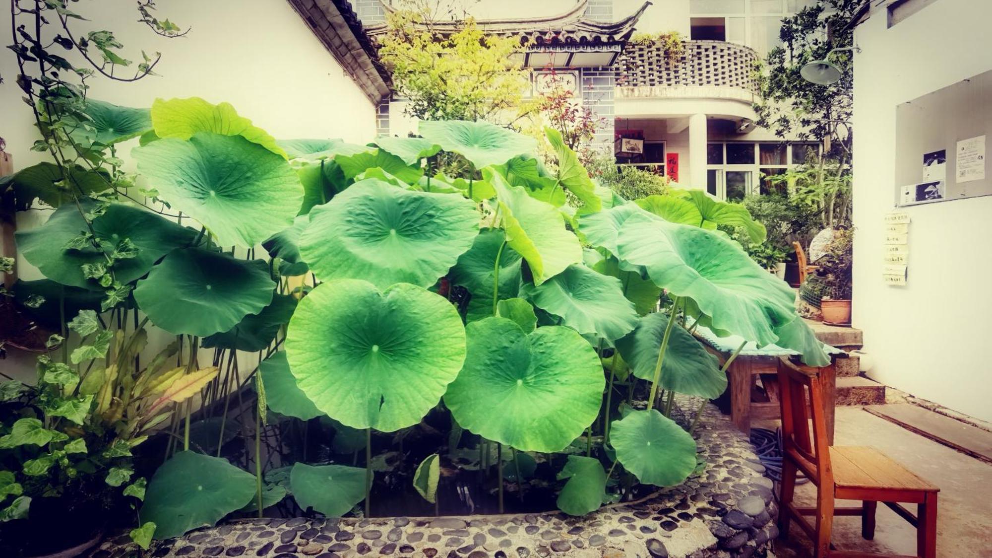 大荔 大理百合国际青年旅舍酒店 外观 照片